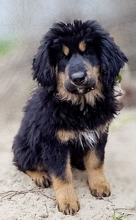 Девочка Тибетского мастифа