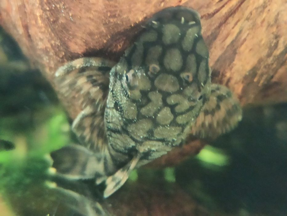 Zbrojnik Ancinstrus L-519 KIEFNERI