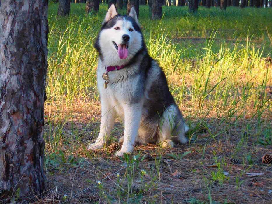 Кобель хаски ищет подругу