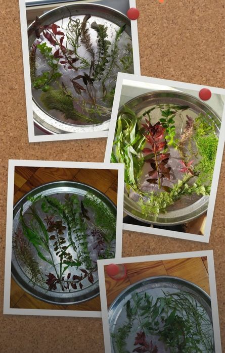 Акваріумні рослини