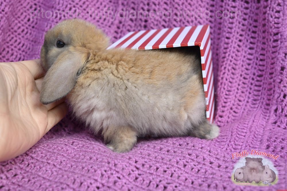 Яскраві кроленята. Висловухий кролик NHD