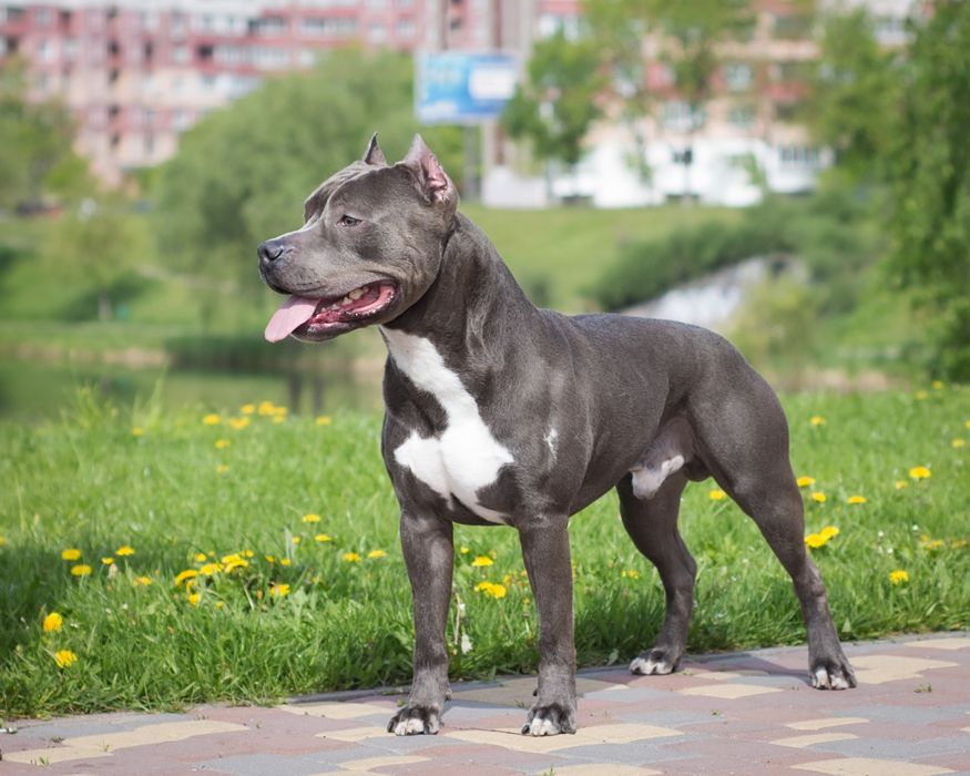 Вязка Амстафф