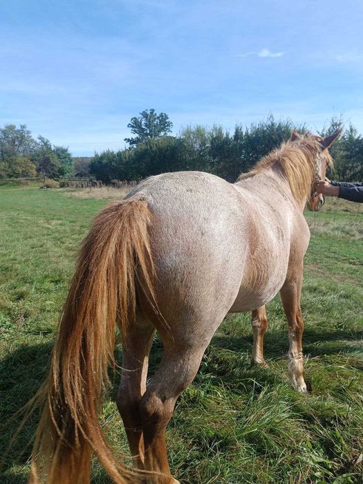 Продам молоду кобилу