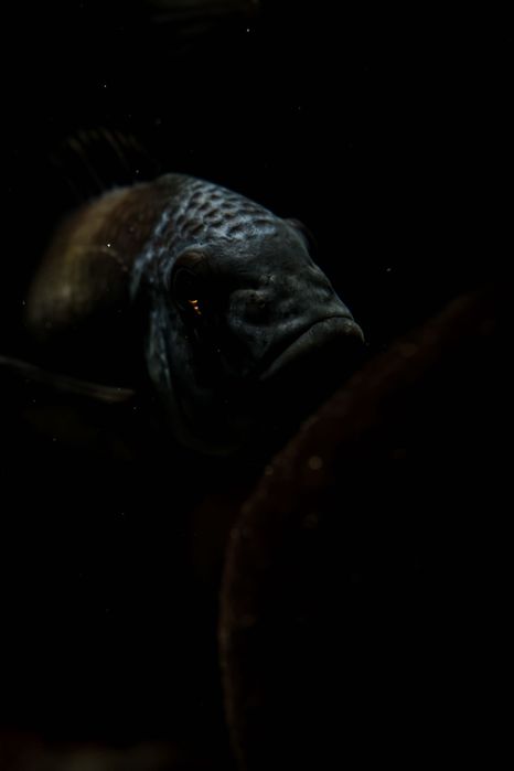 Ciclideos do tanganyika, Tropheus duboisis