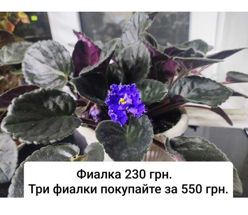 Фіалки та інші кімнатні рослини