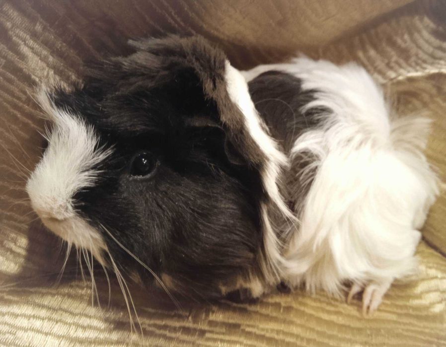 Морская свинка, питомник породистых морских свинок Мехико.