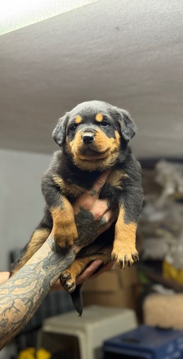 Rottweiller femea