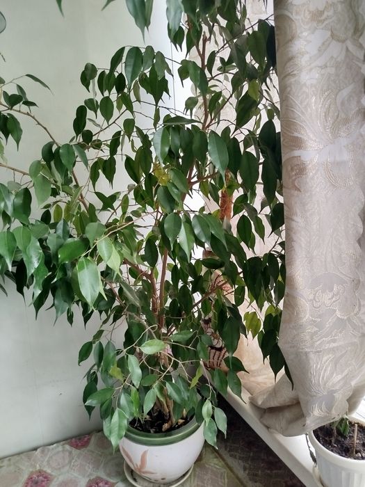 Продам фікус Бенджаміна