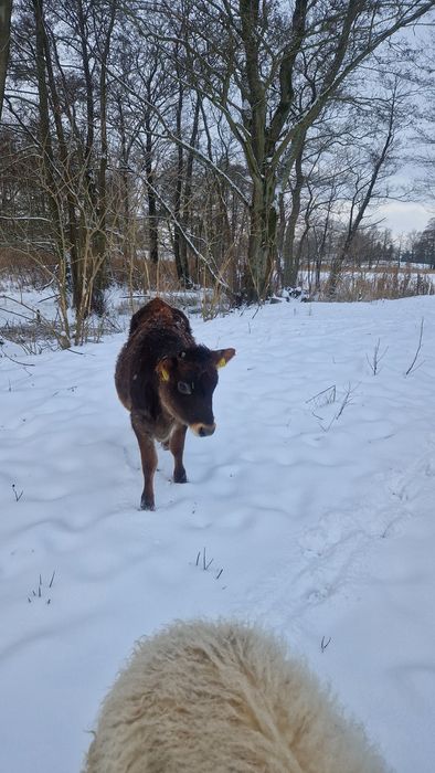 Jałówka krowa Jersey urodzona 26.05.25