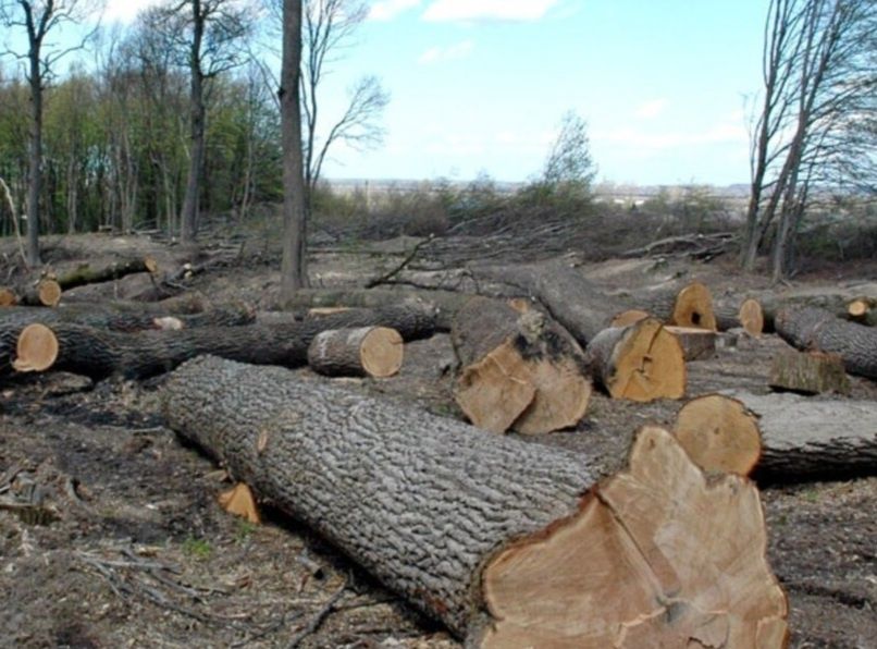 дрова дуб, граб, акація, якісна укладка, доступна ціна, швидка доставка до будинку, замовляйте без зайвого очікування 30/85 см