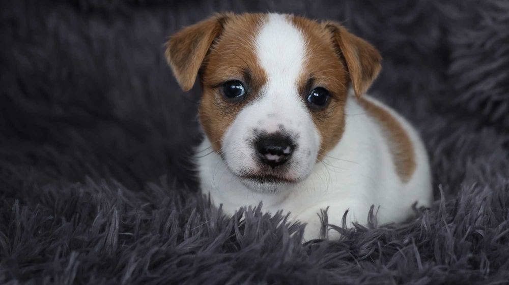 ZAPOWIEDŹ Suczka Jack Russell Terrier  "BREFIO" / bad. genetyczne