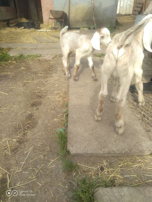Продам козлят АН.