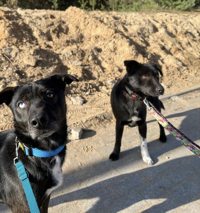 Wyjątkowi bracia polecają się do adopcji!