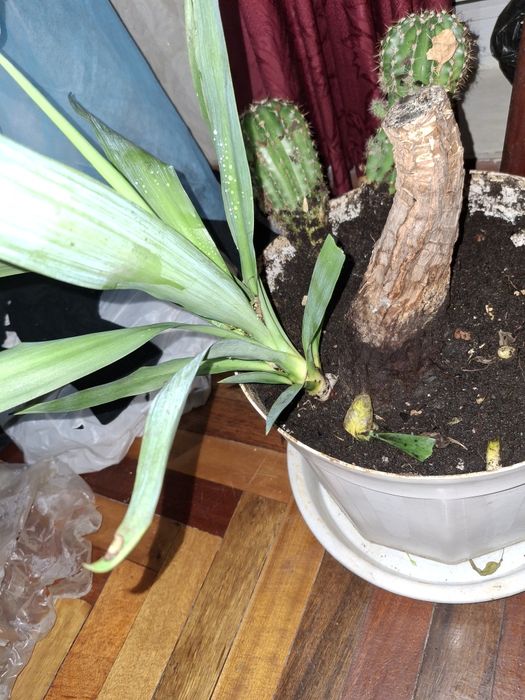 Юкка кімнатна  28 см