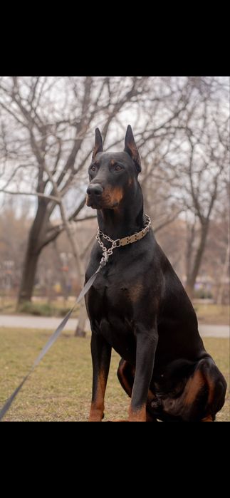 Доберман для вязки