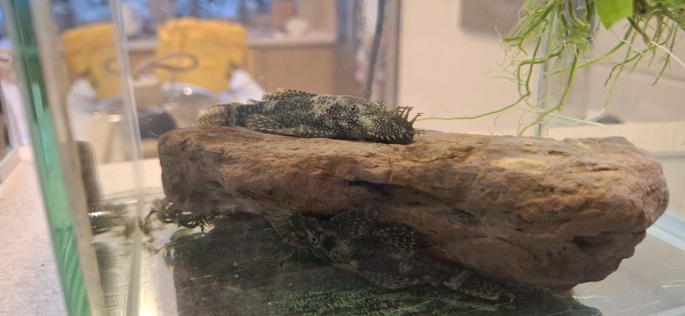 Glonojady zbrojniki samce