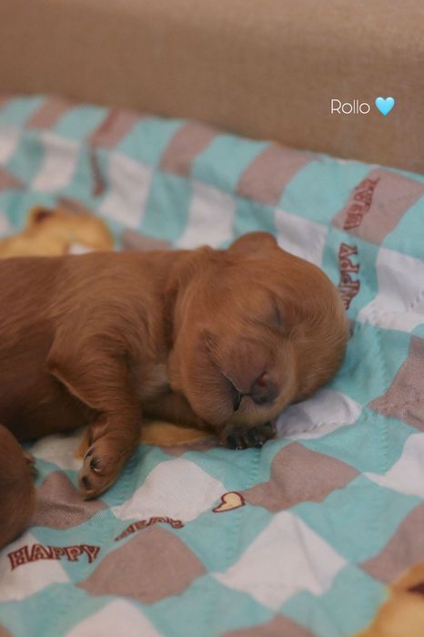 Maltipoo F1B szczeniaki po małych rodzicach