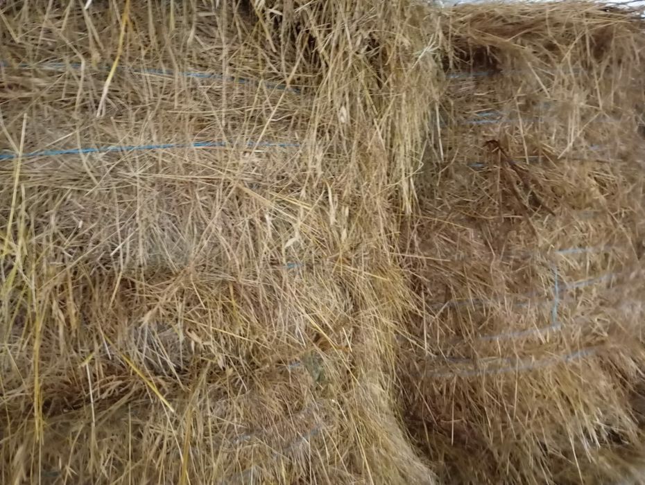 Rolos de feno e luzerna