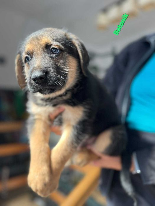 Siedmiu wspaniałych do adopcji . Dla wielbicieli dużych psów