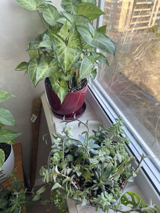 Кімнатні рослини. Епіпремнум, філолендрон, сукуленти, кактуси