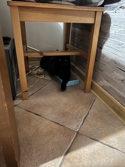 Czarna siedmiomisięczna kotka