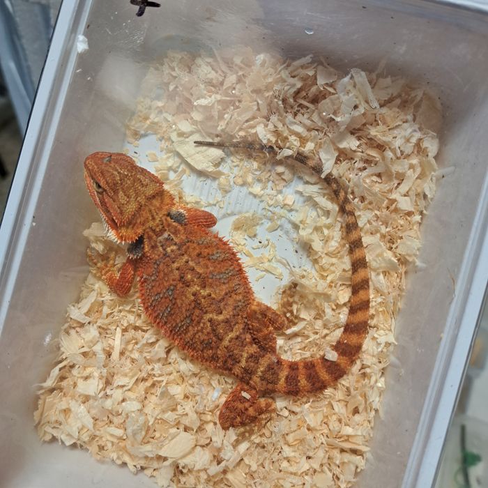 Agama brodata GRUBY KOCUR sklep zoologiczny Rzeszów ul. Leska 2