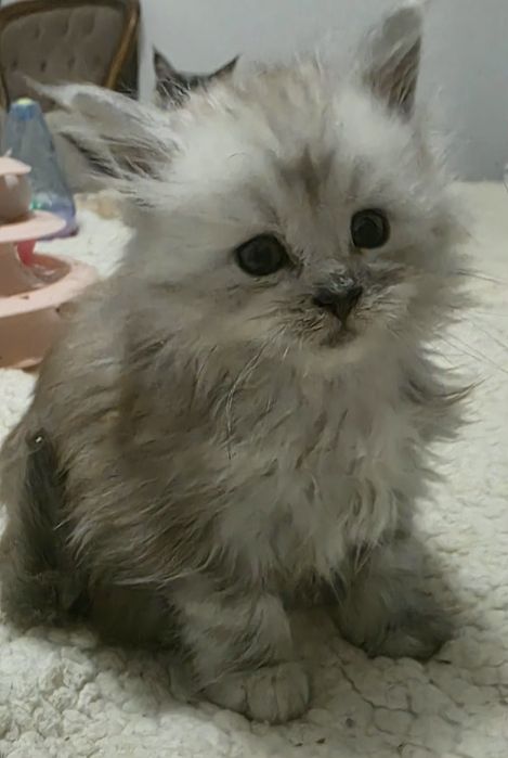 Paco kocurek Mainecoon