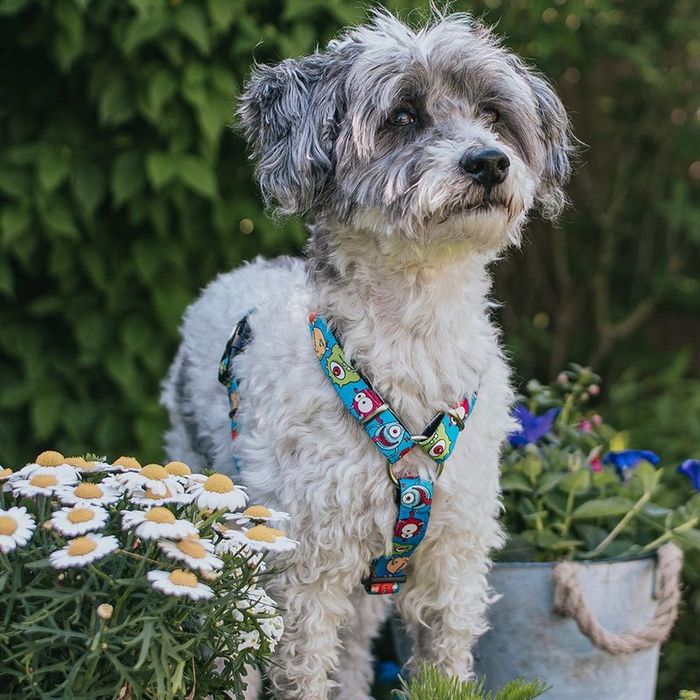 Max & Molly Szelki L, Little Monsters