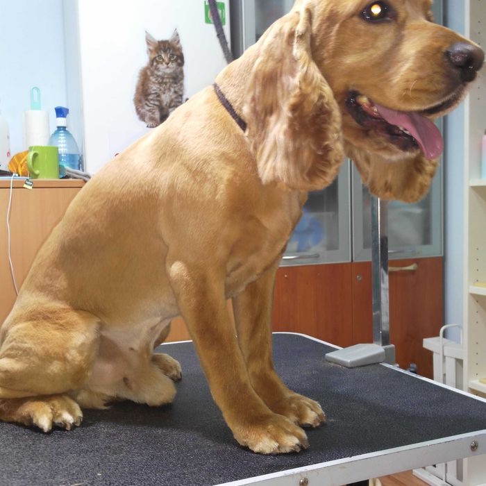 Алексеевка Стрижка котов и собак, Недорого!возможен выезд к Вам на дом