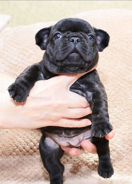 Цікава    дівчинка красуня,