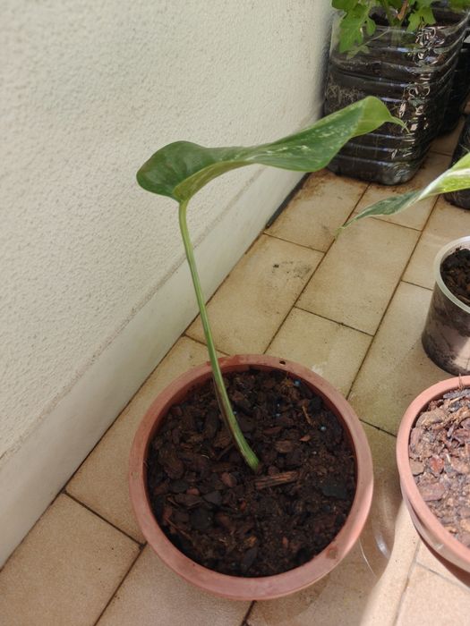 Vendo monsteras variegatas várias.
