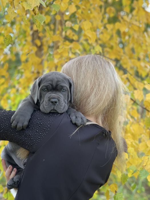 Хлопчики дівчатка Cane corso-від розплідника