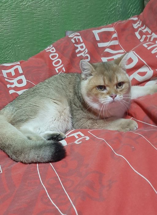 Мальчик 7 месяцев