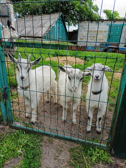 Продам козенят з під гарної кози