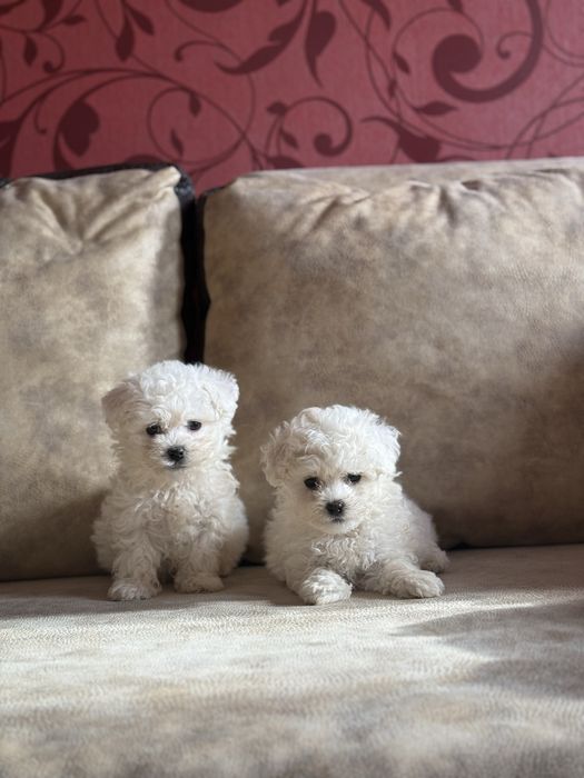 Бишон Фризе собачки