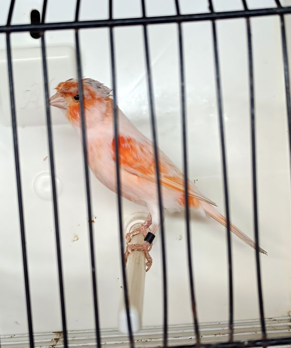 Canarios de várias raças de boa genética!