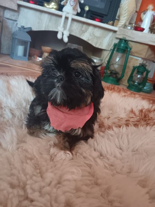 Shih Tzu Sunia Piękności