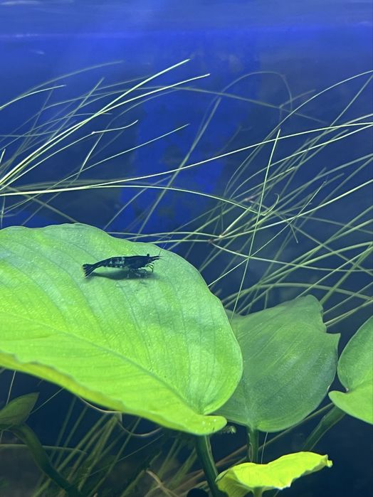 Krewetki Neocaridina Blue velvet