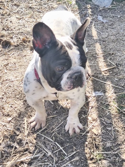 Bulldog francês fêmea