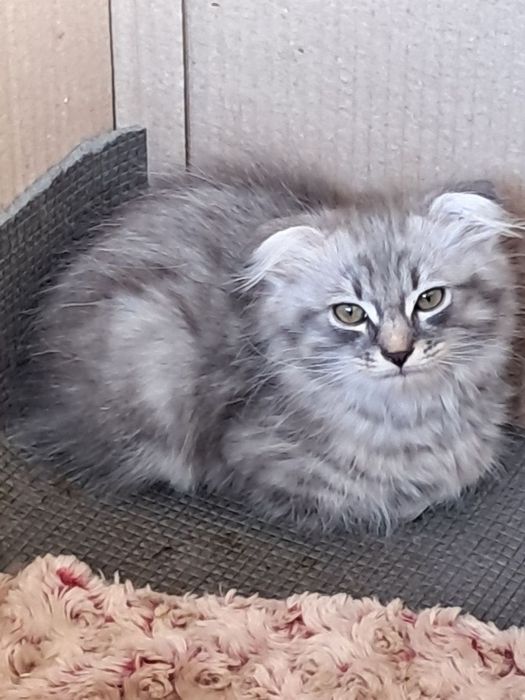 котёнок породы шотландская вислоухая длинношёрстная