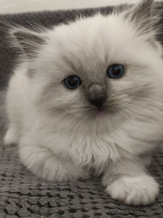 Kotka  kot Ragdoll