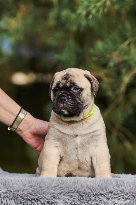 Bullmastiff szczenie