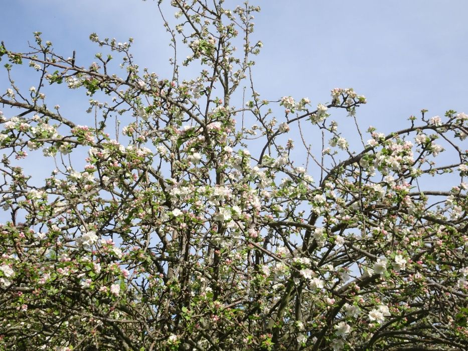 Casa do Solar - Tábua-Arganil (poucos meses)