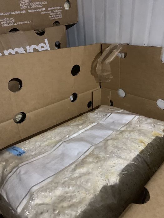 Мицелий Шампиньона / міцелій печериць 1кг Amycel Exxcalibur