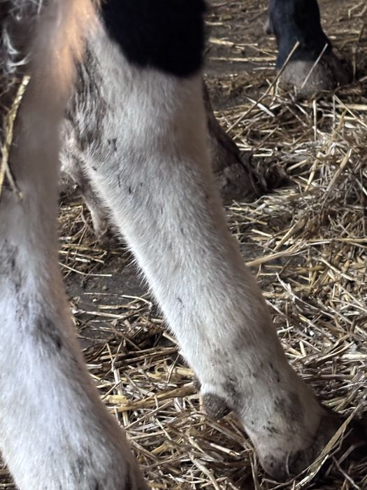 Jałówki mleczne Montbeliarde x HO do zacielenia