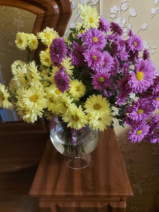 Корінь хризантеми фіолетова жовта