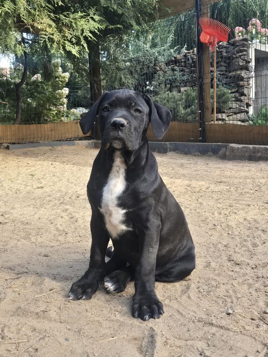 Cane corso italiano