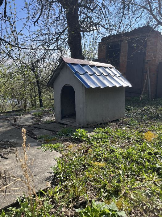 Буда для собаки!