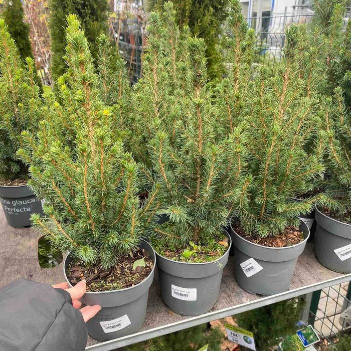 Елки, ялини, сосни живі в горщиках