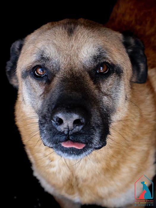 Orson 261/12 - SZUKA DOMU!